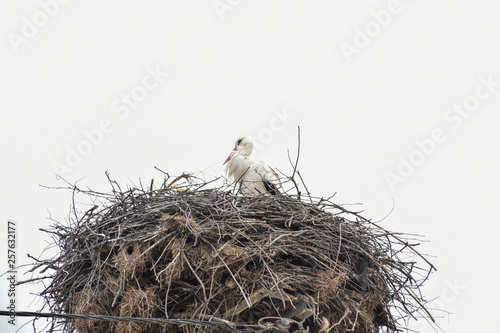 Stork, stork nest. Reservation. Landscapes of Bursa / Turkey