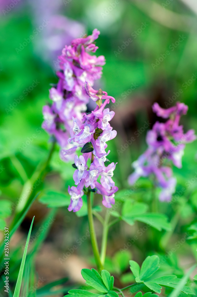 Corydalis cava early spring wild forest flowers in bloom, white violet purple flowering beautiful small plants Corydalis cava early spring wild forest flowers in bloom, white violet purple flowering beautiful small plants