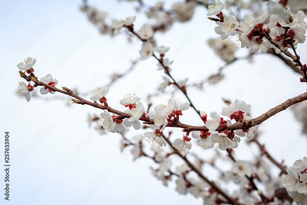 Branch of apricot tree in the period of spring flowering.