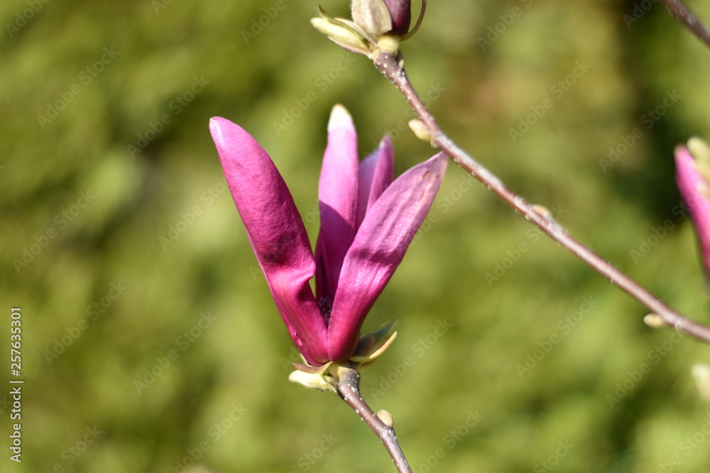 Magnolienblüte (Magnolia)