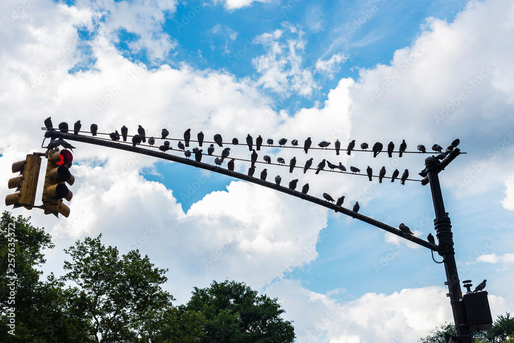Pigeons resting on a traffic light in New York City, USA Pigeons resting on a traffic light in New York City, USA