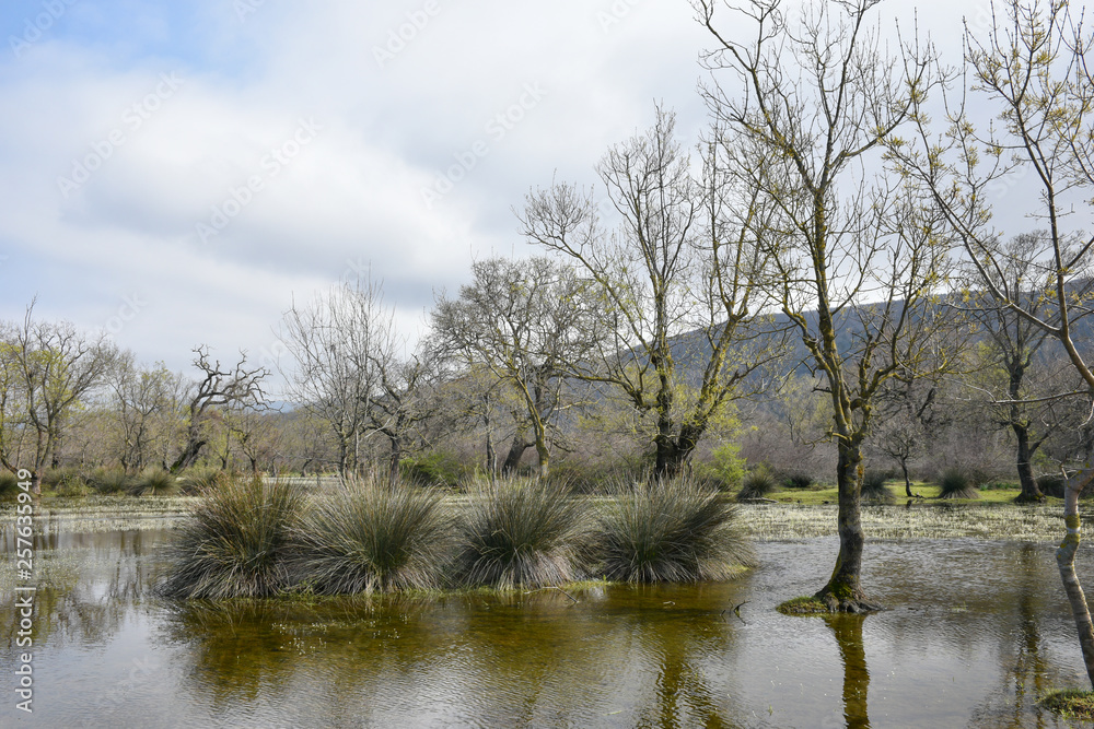 Swamp forest. Marsh vegetation. Reservation. Landscapes of Bursa / Turkey Swamp forest. Marsh vegetation. Reservation. Landscapes of Bursa / Turkey