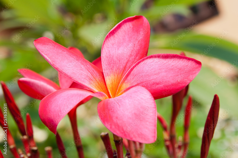 Beautiful tropical flower. Frangipani in Thailand