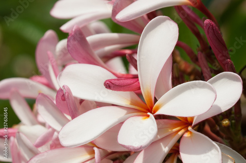 plumeria flowers closeup — tropical plant