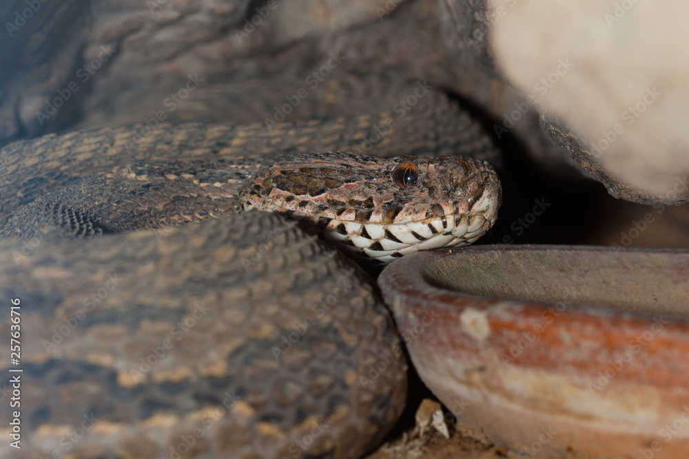 Poisonous snake is in the terrarium, close up. Poisonous snake is in the terrarium, close up.