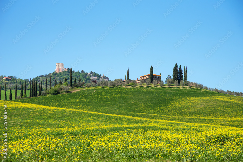 Beautiful farmland rural landscape, cypress trees and colorful spring flowers in Tuscany, Italy. Typical rural house.