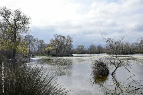 Swamp forest. Marsh vegetation. Reservation. Landscapes of Bursa / Turkey photo