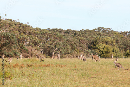 Kangaroos  Australia 