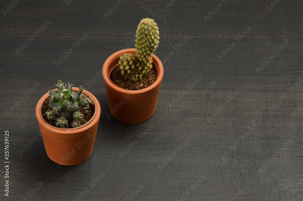 cactus in a pot cactus in a pot