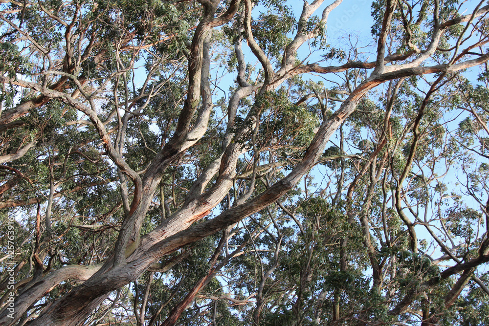 Gum trees (Great Ocean Road - Australia) Gum trees (Great Ocean Road - Australia)