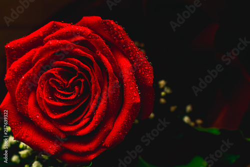 Fototapeta Naklejka Na Ścianę i Meble -  red rose on dark background