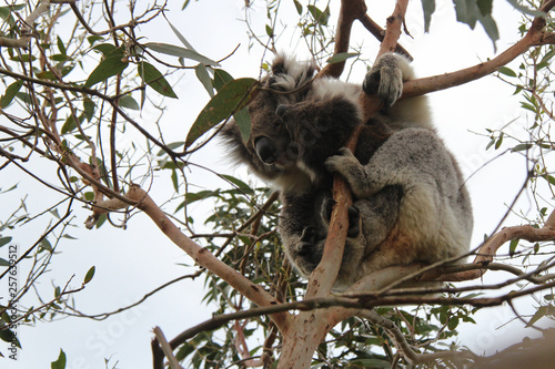Photography Koala