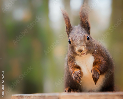 Portrait squirrel in park