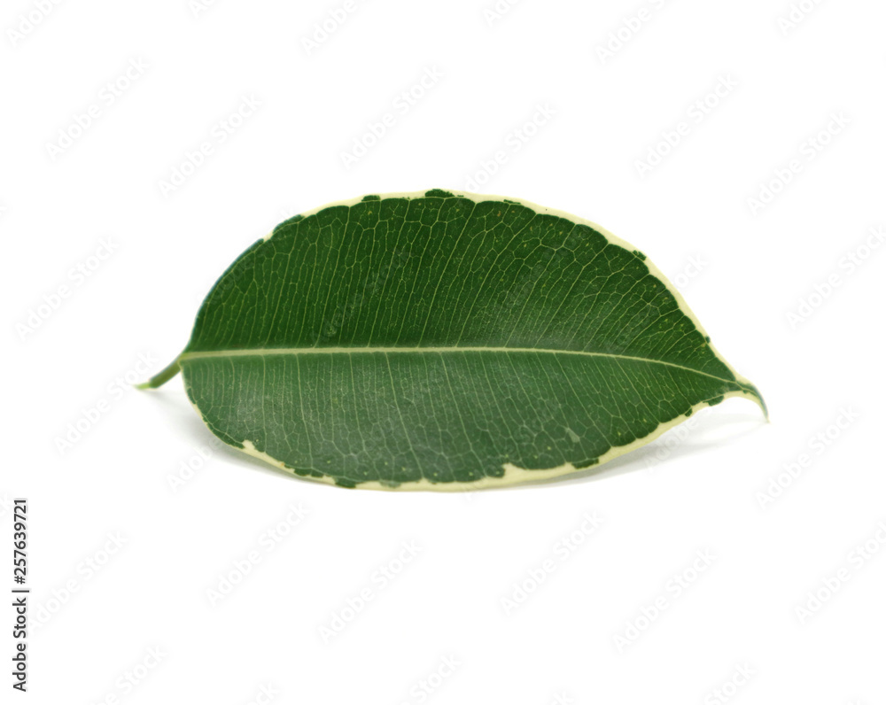 Obraz premium Leaf green with natural pattern on edges isolated on white background.