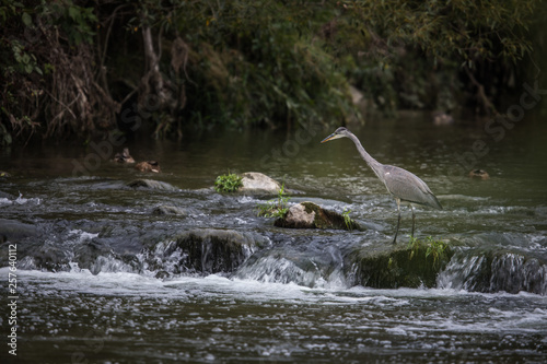Grey Heron hunting in a river - wildlife in its natural habitat