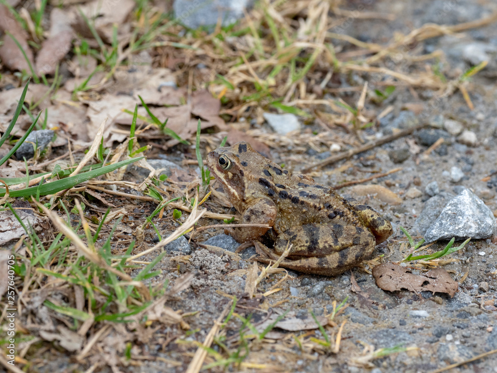 Common Toad - Bufo bufo Common Toad - Bufo bufo
