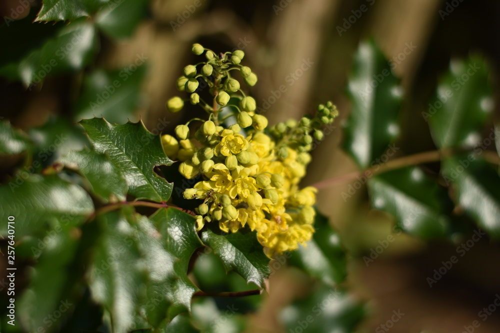 Blüten und Blütenknospen einer Mahonie