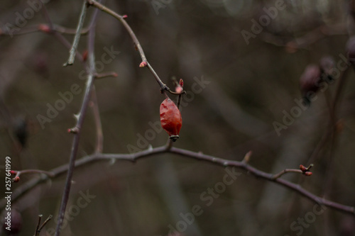 red berries on branch © Влад Лембак