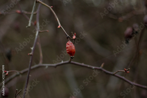 red berries on branch