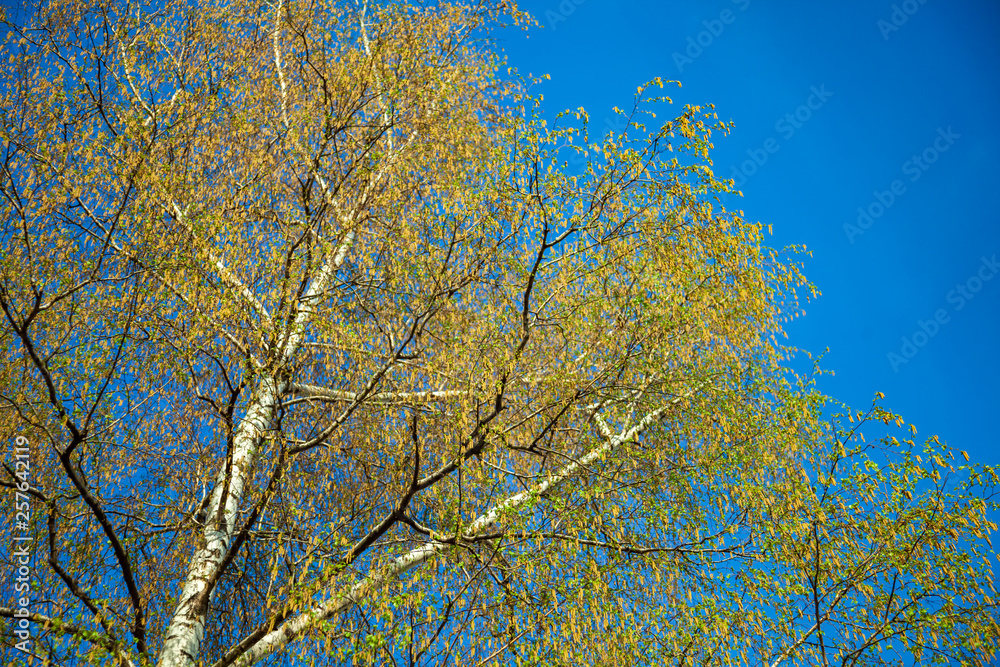Green leaves on birch branches. Blossoming tree branches in sunny weather day in park. Colorful background of birch tree leaves close-up. Blooming of leaves on the branches of trees in the spring.