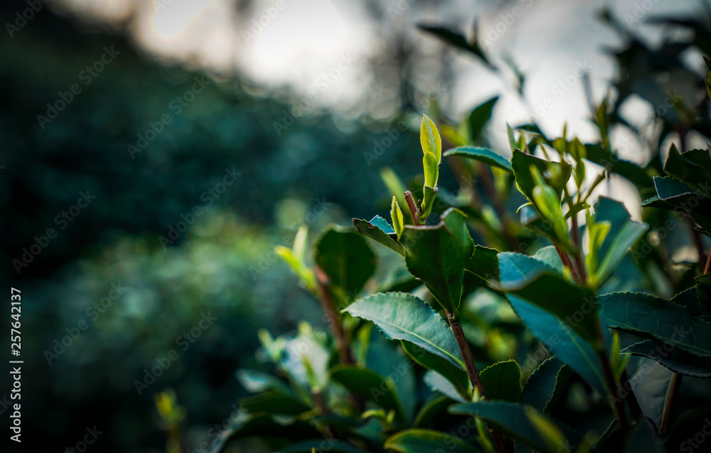 Obraz premium tea mountain