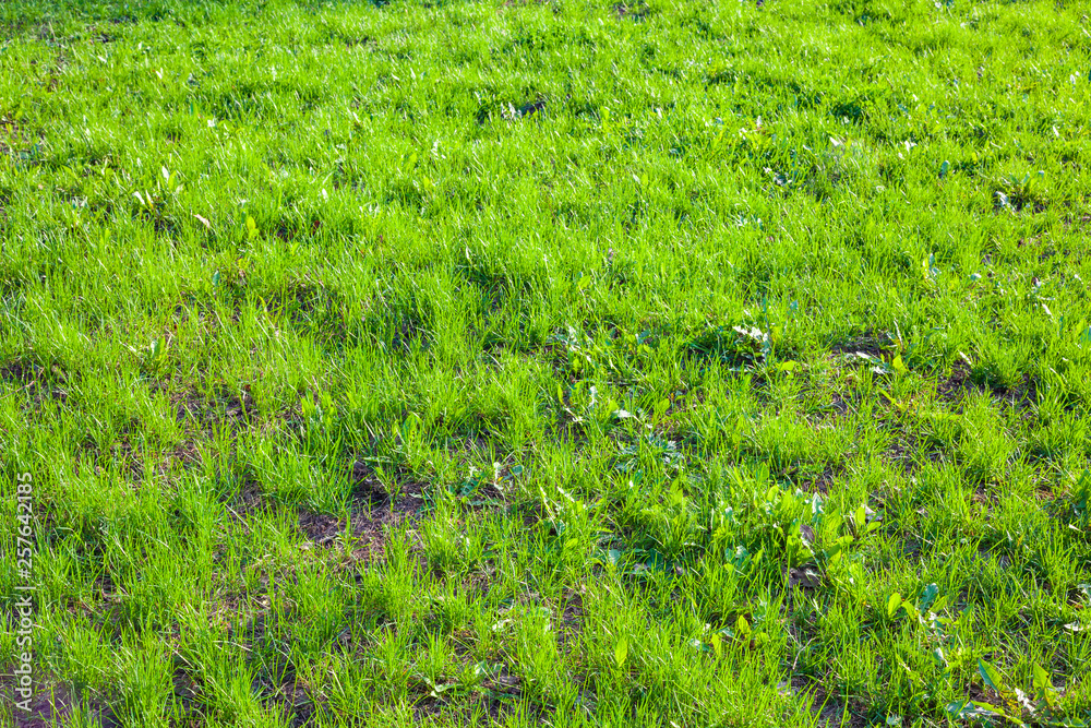 Fresh spring lawn of green grass. Texture for the background. Close-up morning scene.
