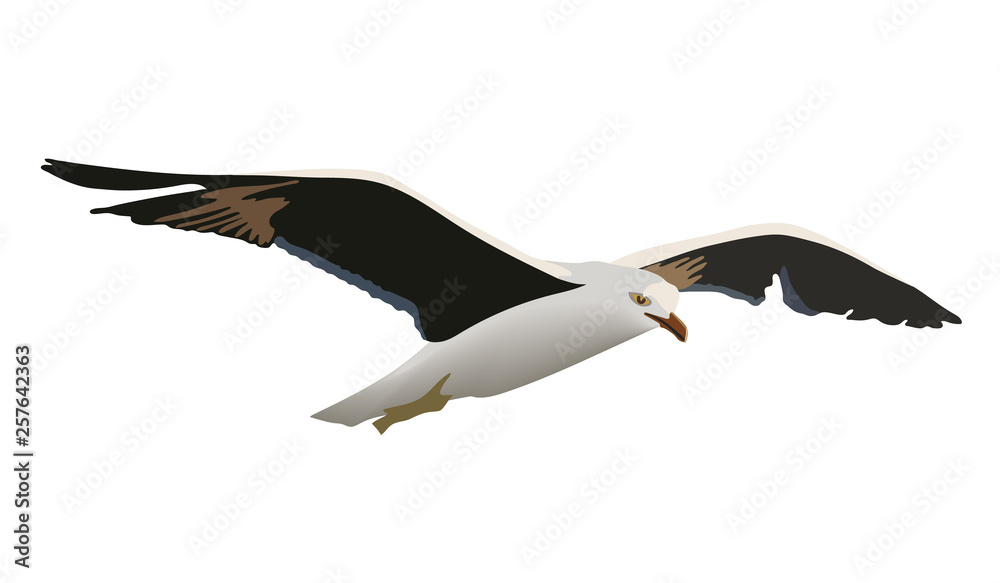 Obraz premium Hovering gull bird with outspread black wings, white feathers, yellow beak, The common soaring seagull mew gull