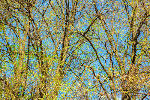 Blossoming tree branches in sunny weather day in park.
