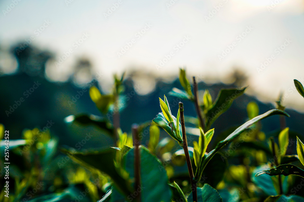 Fototapeta premium tea mountain