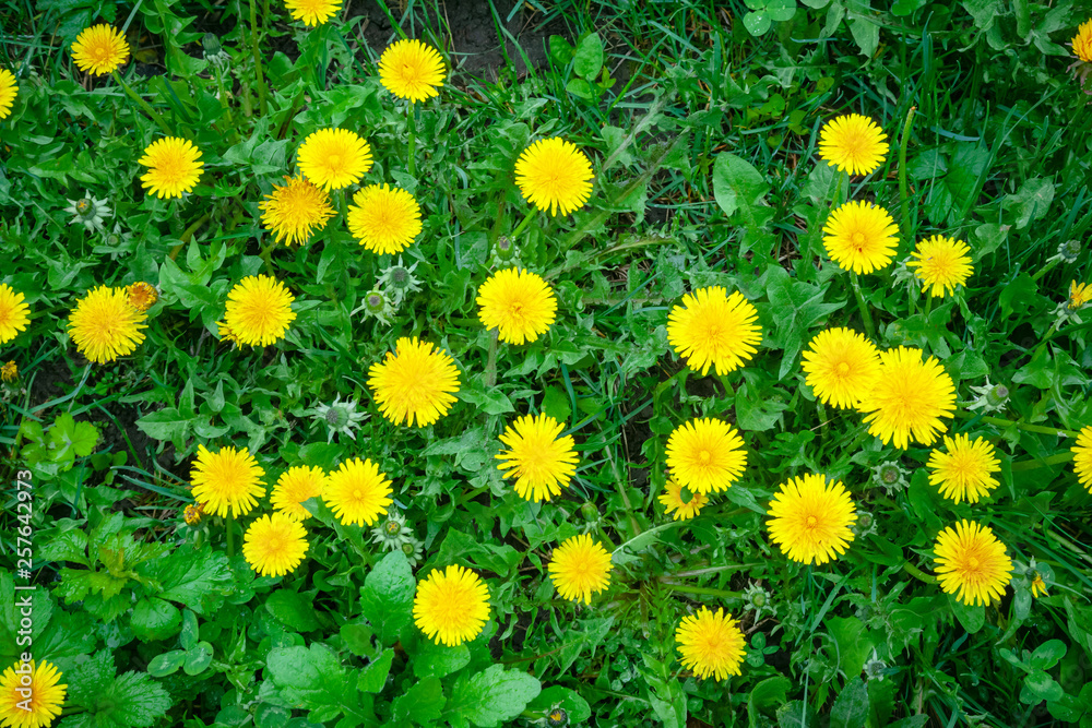 Spring dandelions with yellow petals bloomed in a clearing with a blurred background of green grass. Taraxacum officinale. Spring dandelions with yellow petals bloomed in a clearing with a blurred background of green grass. Taraxacum officinale.