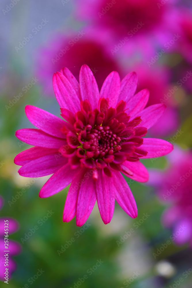 Fototapeta premium flower