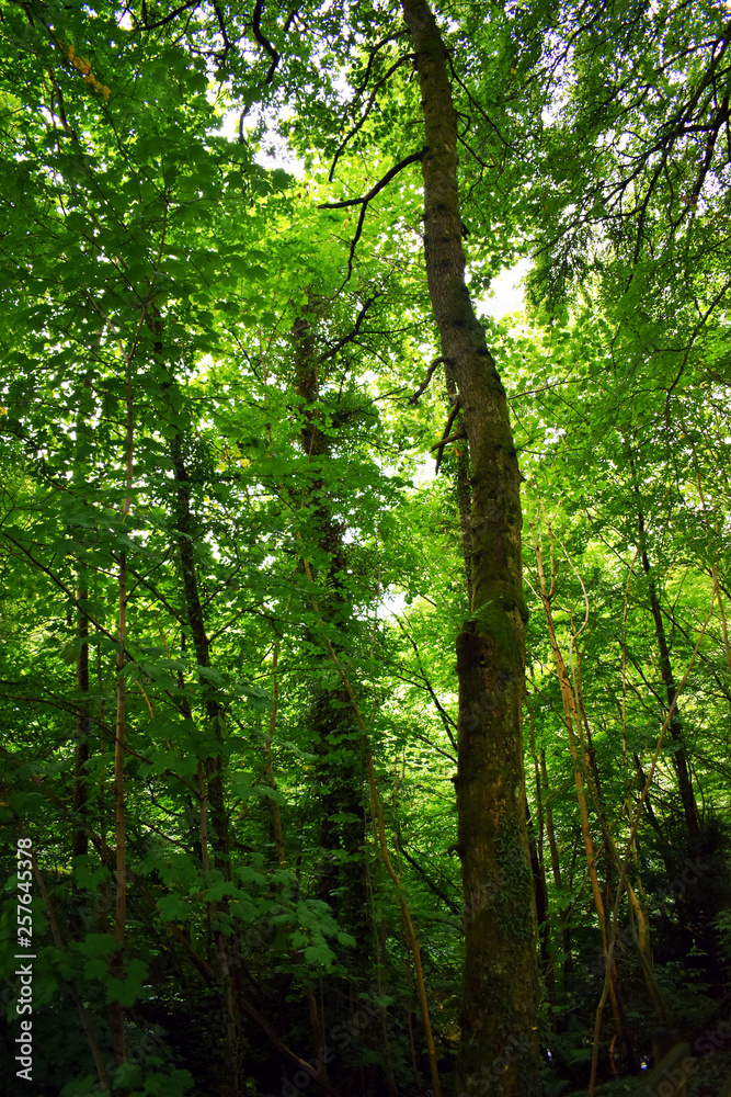 trees in the forest trees in the forest