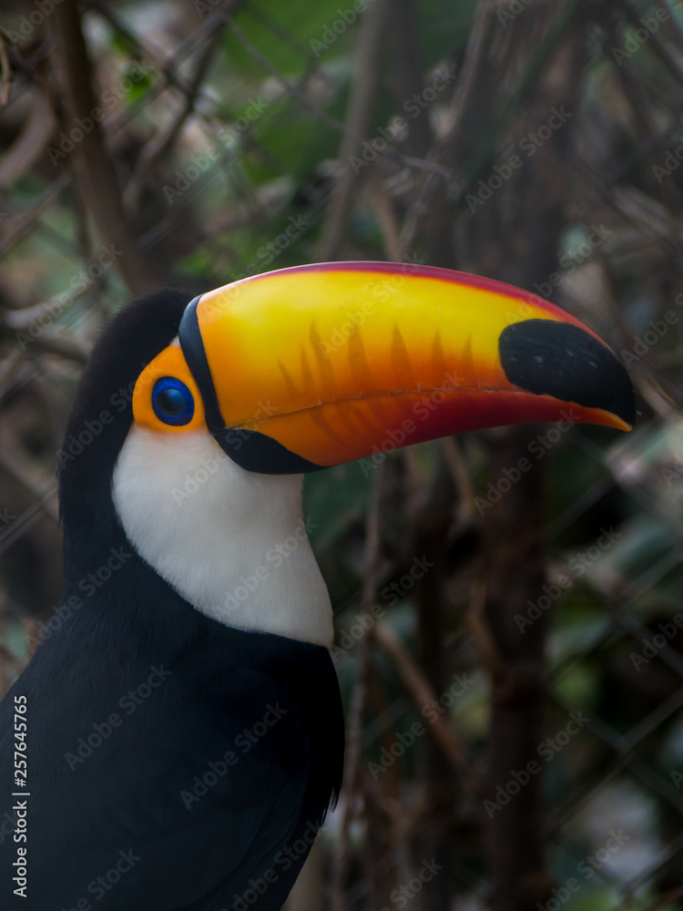 Tucan bird in a rescue center in Bolivia Tucan bird in a rescue center in Bolivia