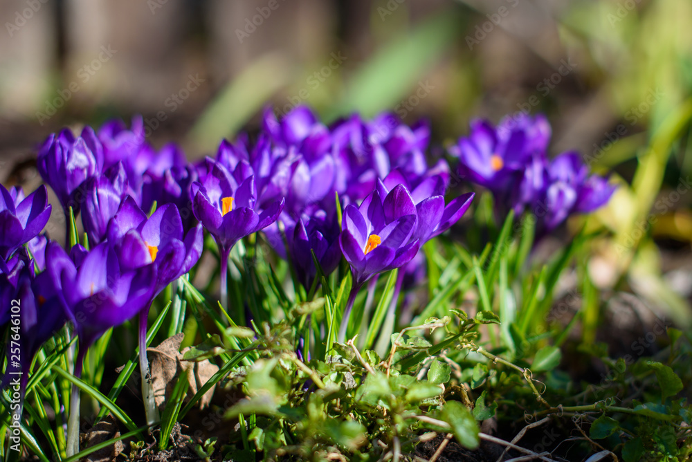First blue, purple crocuses at flower bed in garden, during springtime. First blue, purple crocuses at flower bed in garden, during springtime.