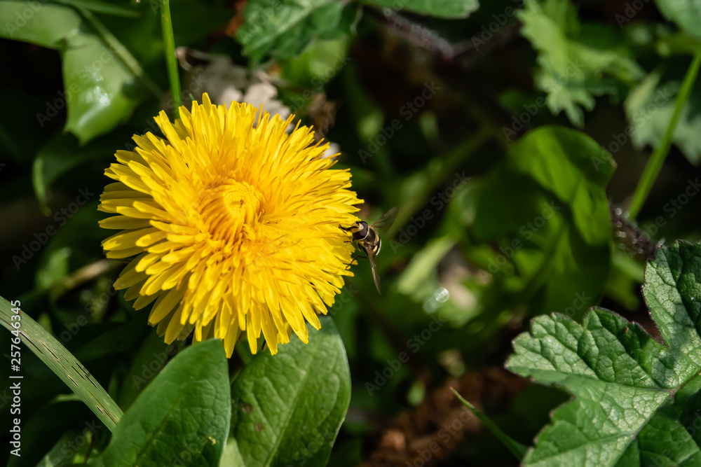 Hoverfly on Dandelion Flower in Springtime Hoverfly on Dandelion Flower in Springtime