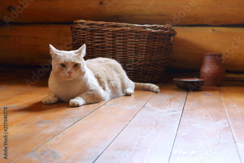 The cat lies on the floor in a wooden house next to a bowl of milk.