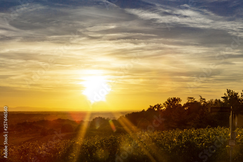 Baden-Baden_Rebland_Weinreben_02