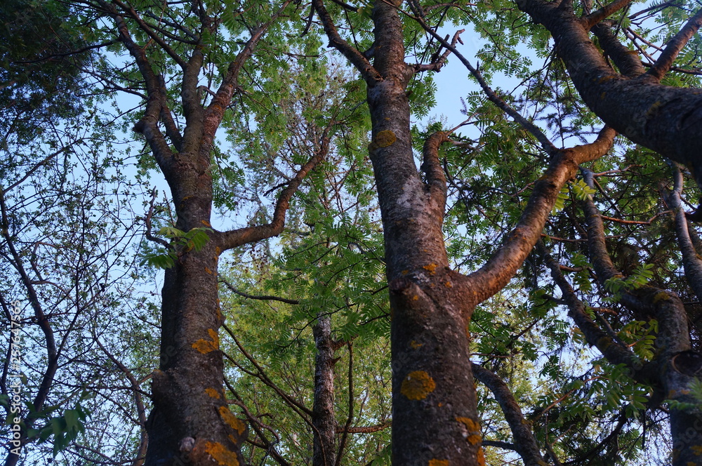 Obraz premium trees in the forest