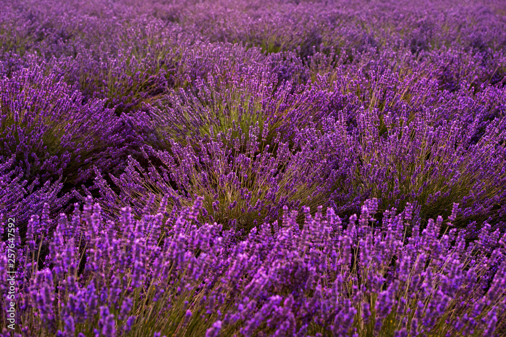 Close up Bushes of lavender purple aromatic flowers Close up Bushes of lavender purple aromatic flowers