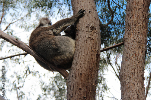 Koala 