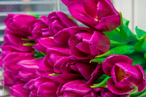 Bunch of bright pink tulips with green leaves, macro