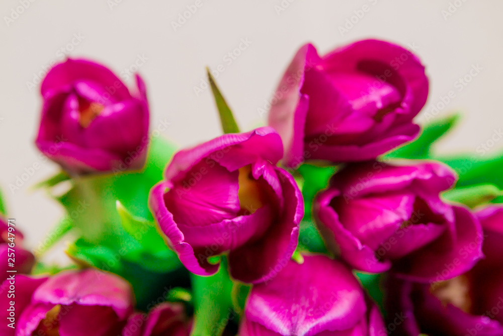 Bunch of bright pink tulips with green leaves, macro