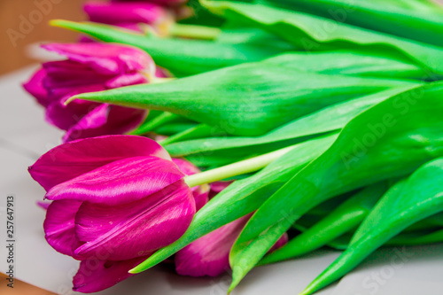Bunch of bright pink tulips with green leaves, macro