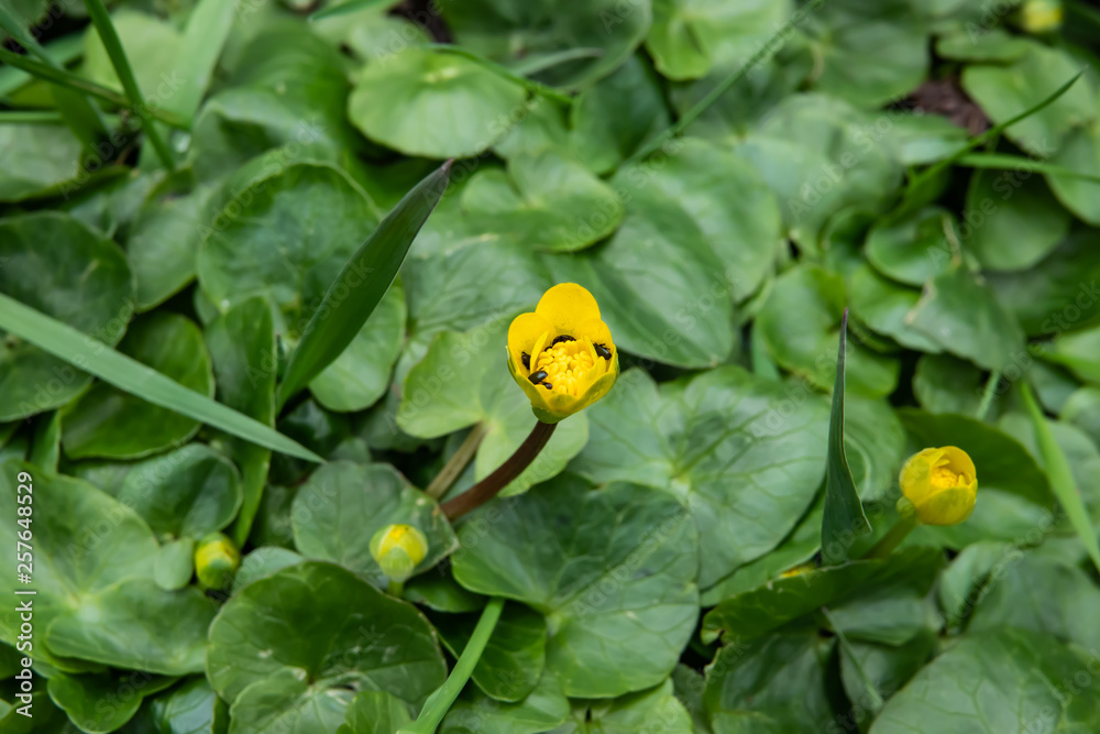Lesser Celandine Flower in Bloom in Winter Lesser Celandine Flower in Bloom in Winter