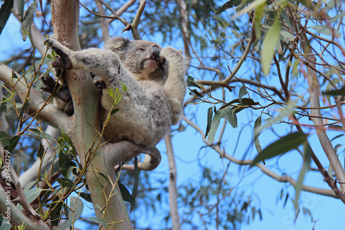 Photography Koala