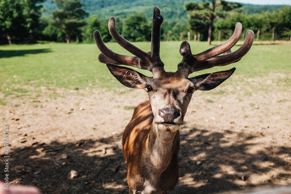 Fototapeta premium Hirsch mit frischem Geweih im Schatten der Bäume