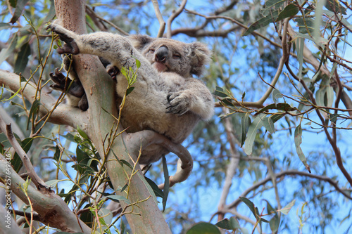 Photography Koala