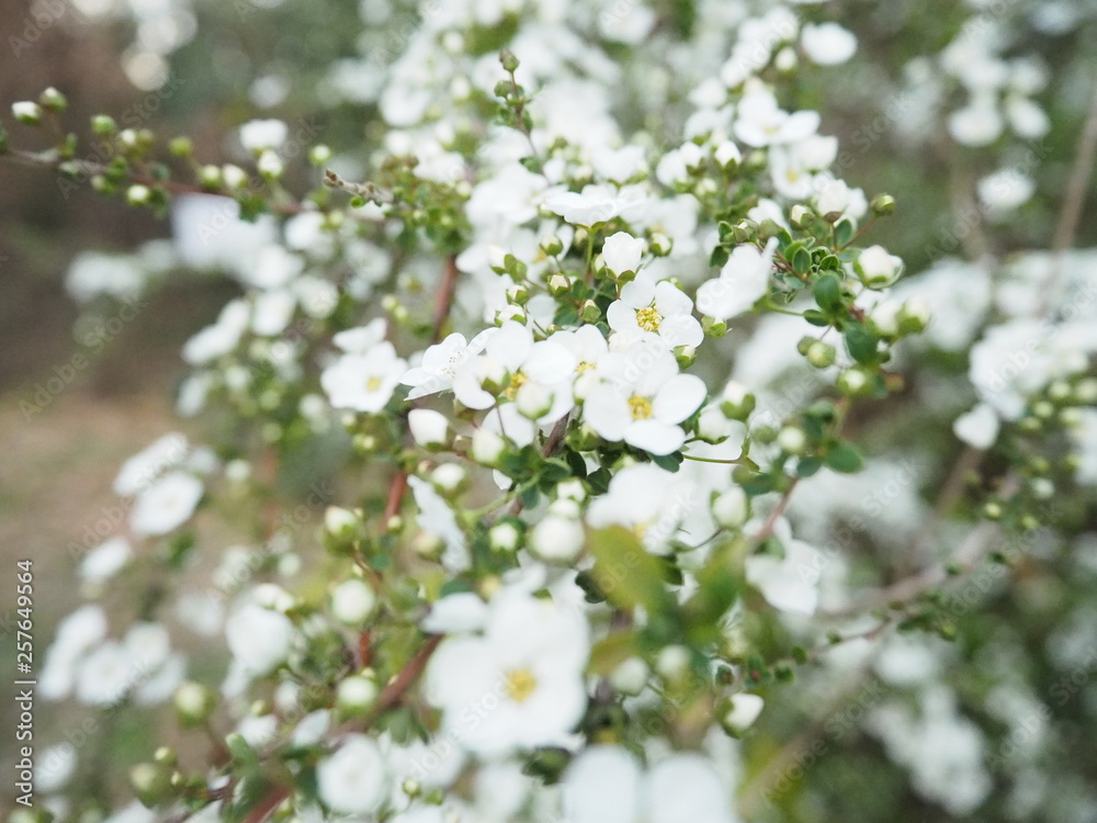 春の庭に咲く白い雪柳の花