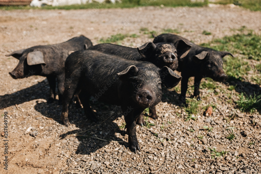 Wilde Schweine im Rudel in der Wildnis Wilde Schweine im Rudel in der Wildnis