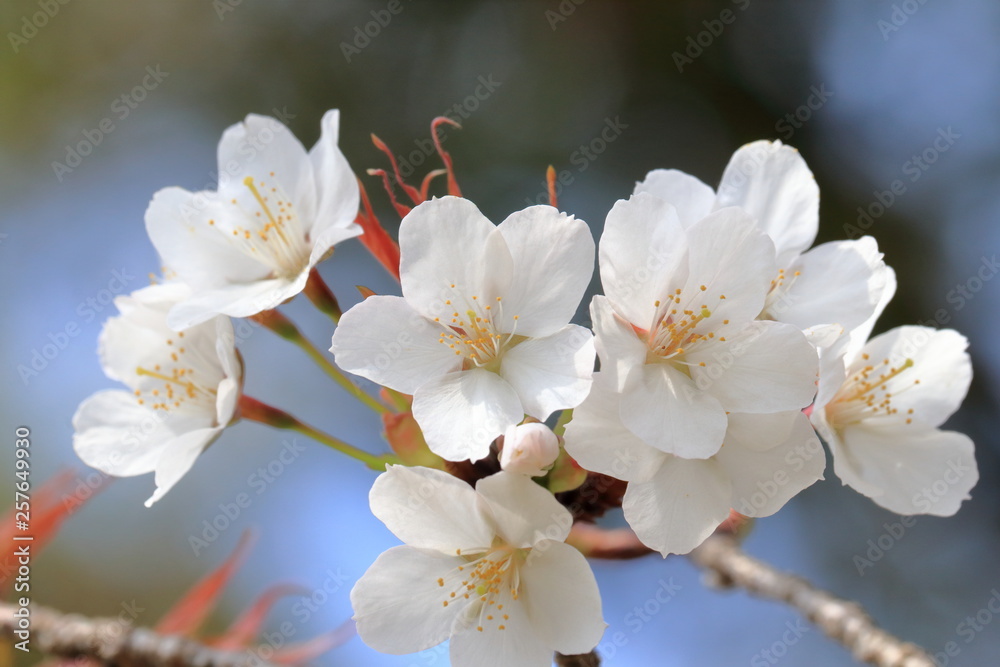 Obraz premium 桜の開花（高知公園）